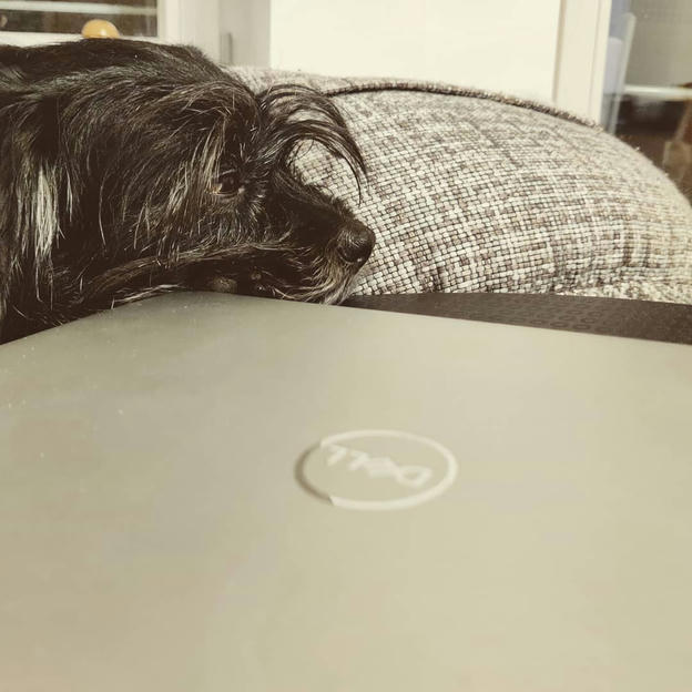 Photo shared by Coffee'n'Code on January 26, 2021 tagging @fussel, @coding, @worldofprogrammers, @worldcode, @comment_sense, @thepracticaldev, @code.community, @lovecoders, @programunity, and @_devcommunity. May be an image of dog, laptop and food.