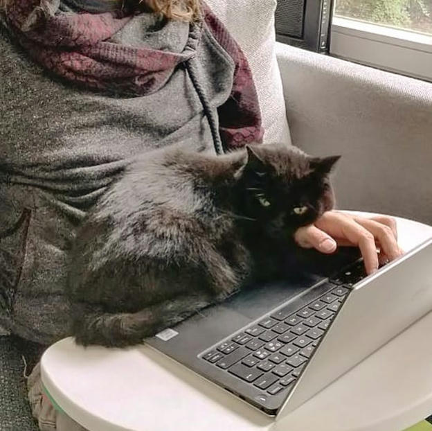 Photo shared by Coffee'n'Code on October 06, 2020 tagging @comment_sense, @code.community, @webdeveloper.io, @lovecoders, @coding_deck, @codeclique, @_whatthetech, and @_devcommunity. May be an image of cat and laptop.